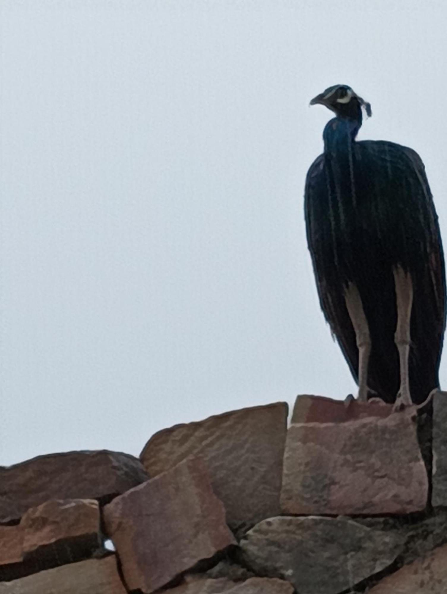 The Vanashrya Ranthambore 호텔 Khilchīpur 외부 사진