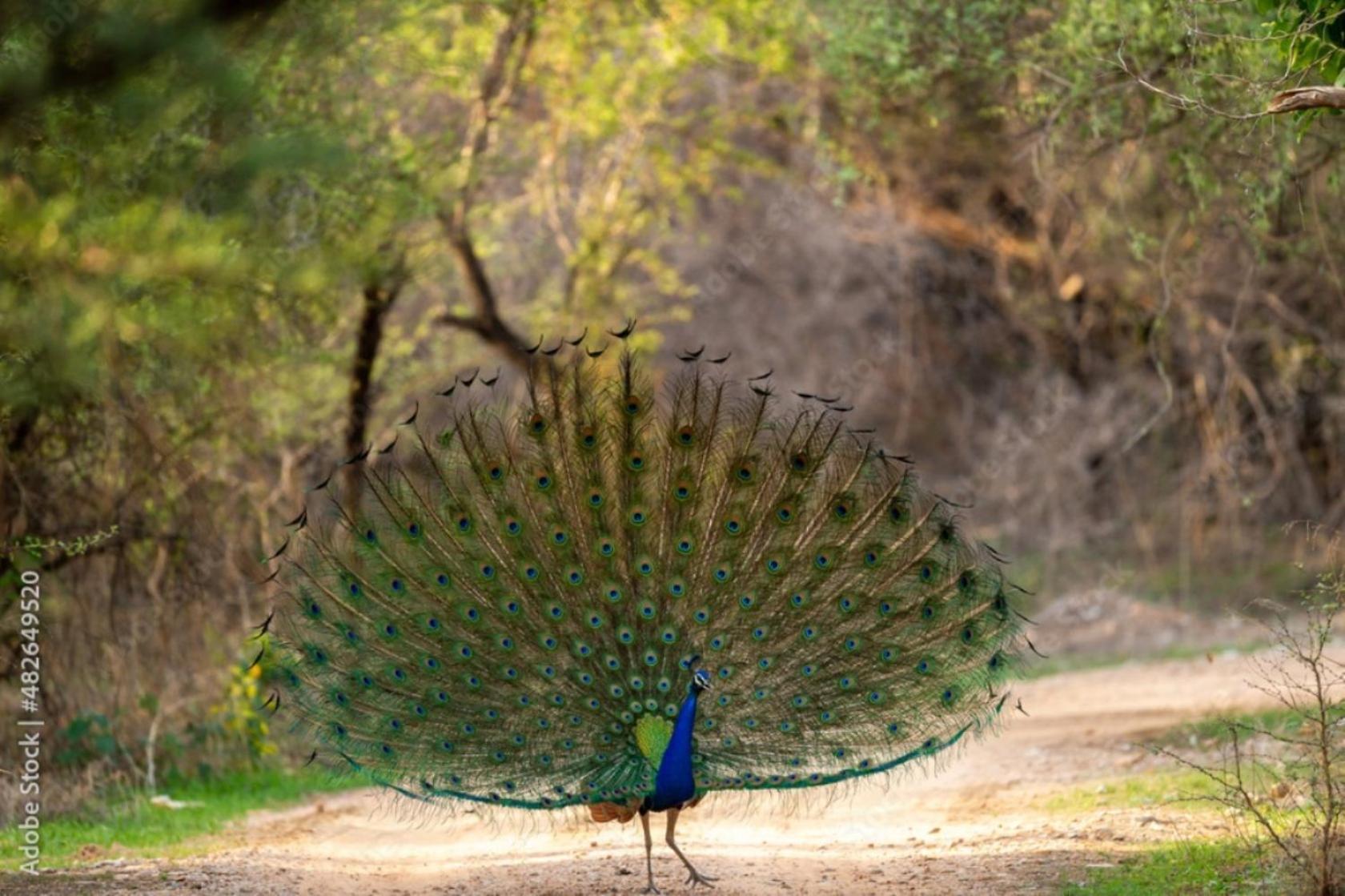 The Vanashrya Ranthambore 호텔 Khilchīpur 외부 사진