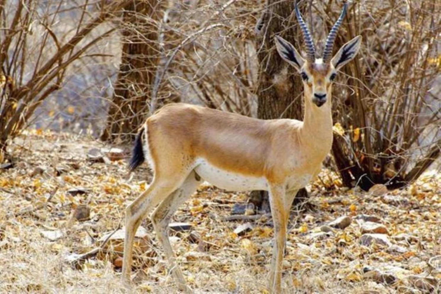 The Vanashrya Ranthambore 호텔 Khilchīpur 외부 사진